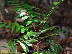 Eurycoma longifolia