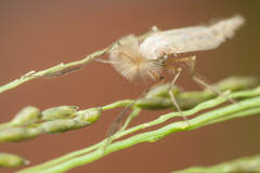 Chironomidae