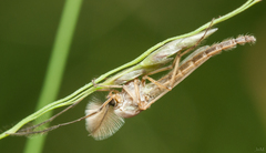 Chironomidae