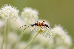 Strangalia attenuata