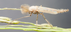 Chironomidae