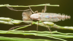 Chironomidae