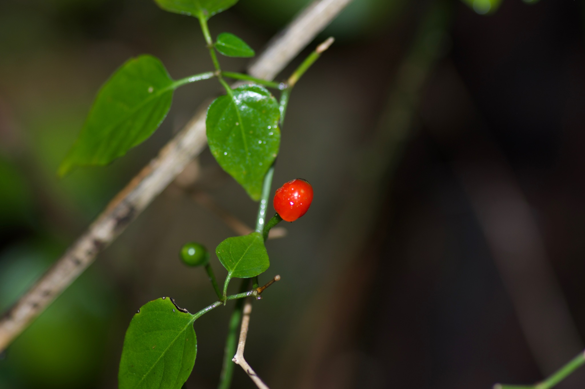 Ají Pajarito (variedad Capsicum annuum glabriusculum) · NaturaLista Colombia