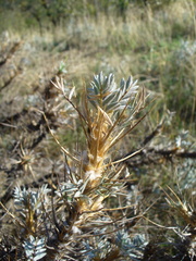 Astragalus arnacantha