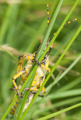 Zonocerus elegans