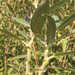 Salix gmelinii - Photo (c) Михаил Шовкун,  זכויות יוצרים חלקיות (CC BY-NC)