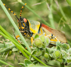 Zonocerus elegans