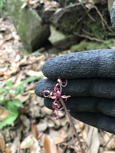 Image of Liparis formosana by no rights reserved