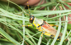 Zonocerus elegans
