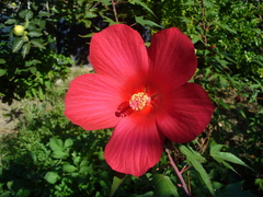 Hibiscus hybridus