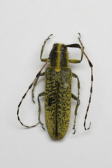 Agapanthia dahli
