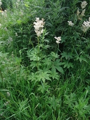 Filipendula palmata