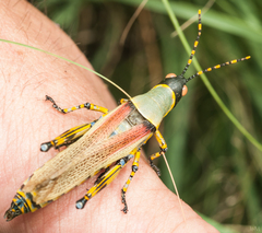 Zonocerus elegans