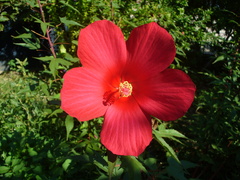 Hibiscus hybridus