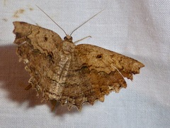 Gellonia pannularia