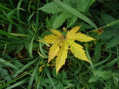 Filipendula palmata