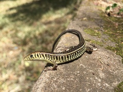 Yellow-Throated Plated Lizard photo 5