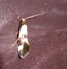 Opogona comptella