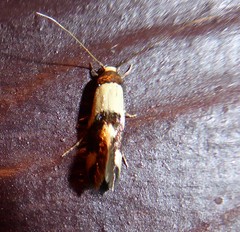 Opogona comptella