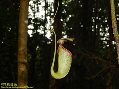 Nepenthes rafflesiana