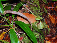 Nepenthes rafflesiana