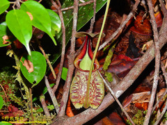 Nepenthes rafflesiana