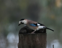 Garrulus glandarius atricapillus
