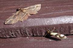 Opogona comptella