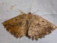 Gellonia pannularia