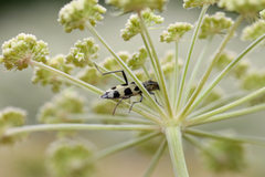 Chlorophorus herbstii