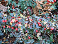 Cotoneaster dammeri