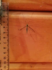 Leptotarsus albistigma