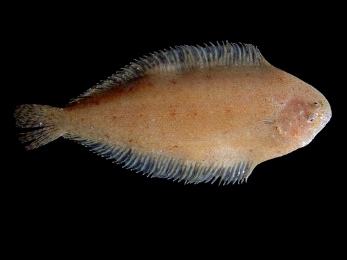 Representative image of Buglossidium