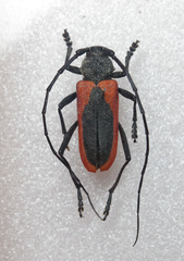 Purpuricenus kaehleri