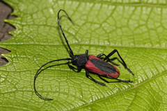 Purpuricenus kaehleri