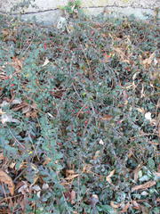 Cotoneaster dammeri