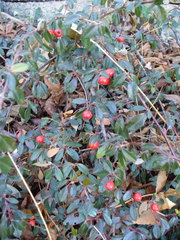 Cotoneaster dammeri