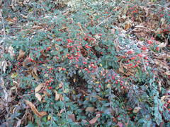 Cotoneaster dammeri