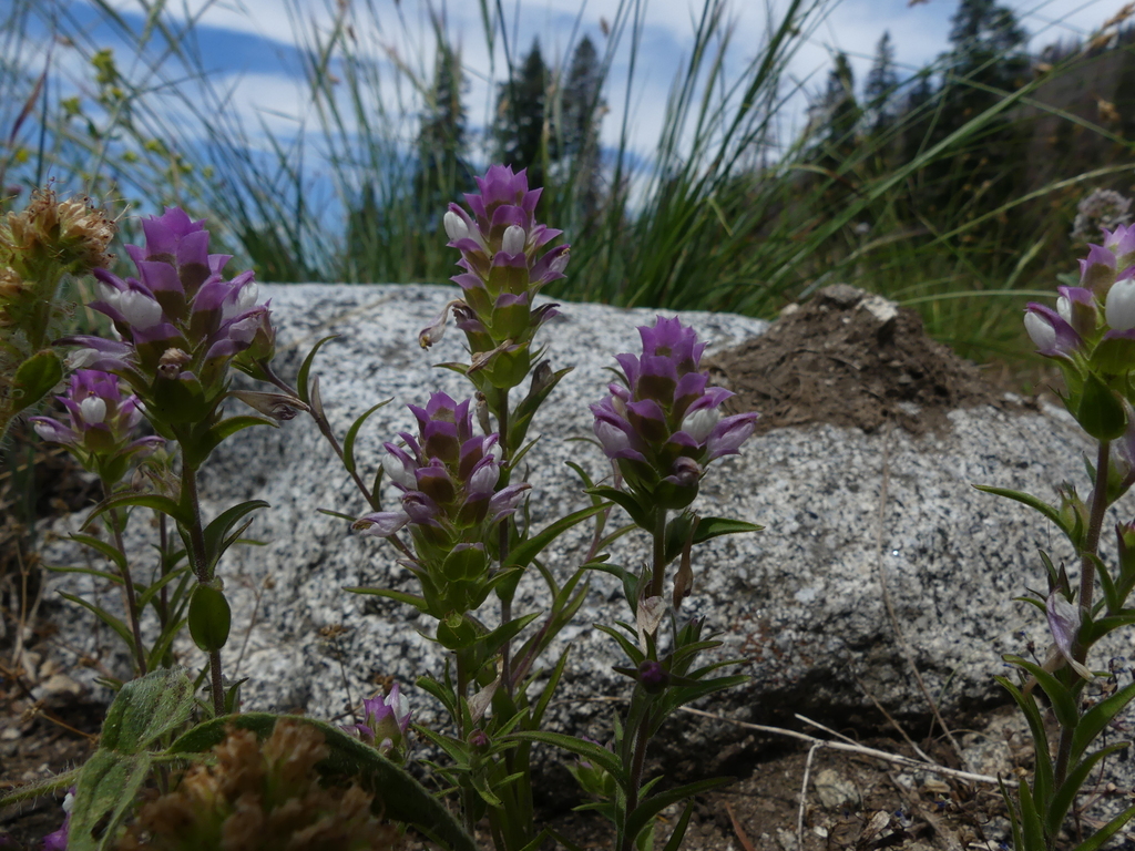 Toothed Owl's Clover from Siskiyou County, CA, USA on July 23, 2023 at ...