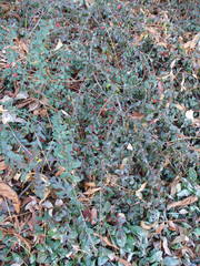 Cotoneaster dammeri