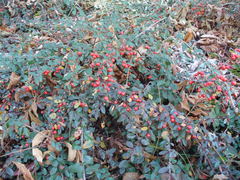 Cotoneaster dammeri