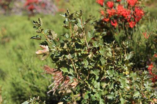 Ribes cucullatum (Ribes cucullatum)