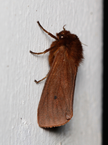 Ruby Tiger Moth photo 3