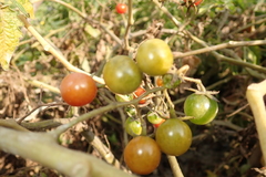 Solanum lycopersicum cerasiforme
