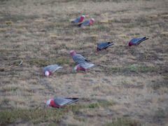 Eolophus roseicapilla