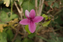 Pseuderanthemum laxiflorum