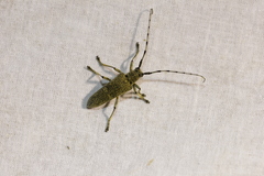 Saperda carcharias