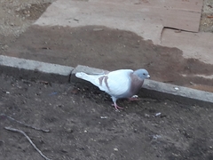 Columba livia domestica