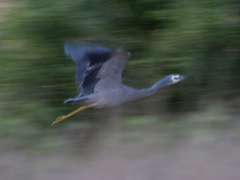 Egretta novaehollandiae