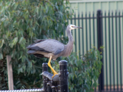 Egretta novaehollandiae